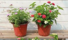 鹤川大人被爆料视频最新,揭秘背后惊人真相